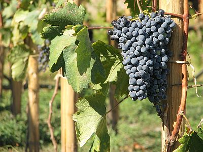 Gruzja winogrona