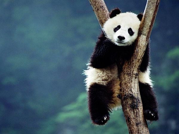 Panda w Chengdu, prowincja Syczuan.